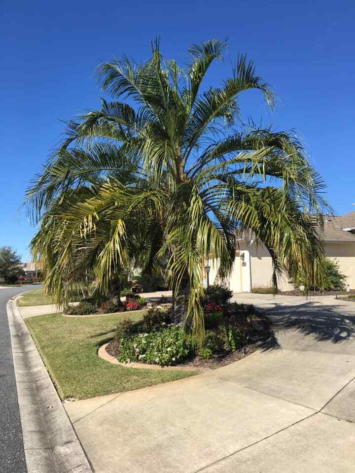 Butiagrus Seeds! F1 Hybrid Mule Palm Seeds. Rarely Ever Offered! Cold Hardy!