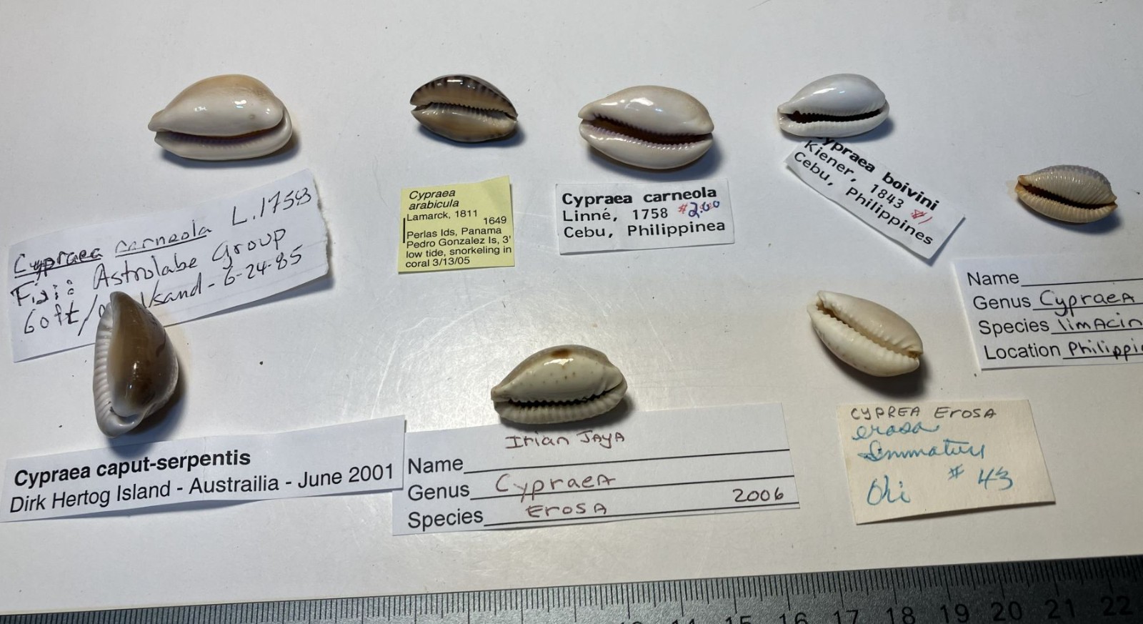 Cypraea collection. 8 shells and 6 species. Great Shape. worldwide collection