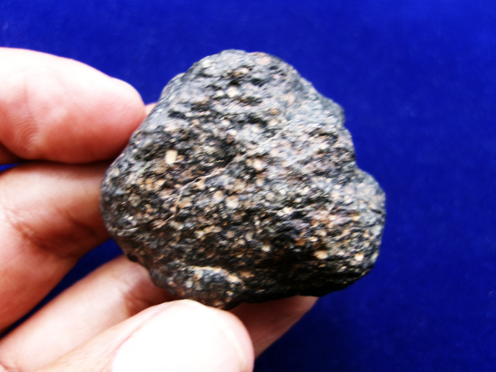 60.50 g - NWA 4502 - CVox3 Carbonaceous Meteorite - Tons of Chondrules & CAI's