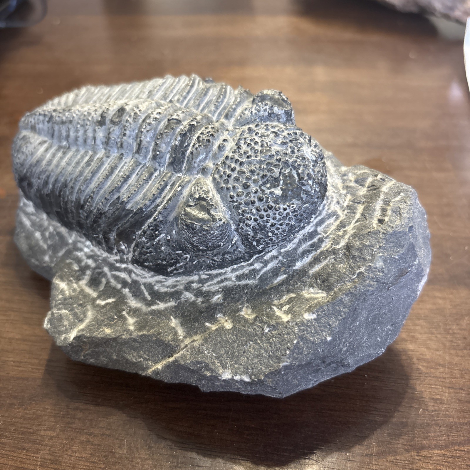 Trilobite In Matrix Paleozoic Fossil 300 Million Yrs Large