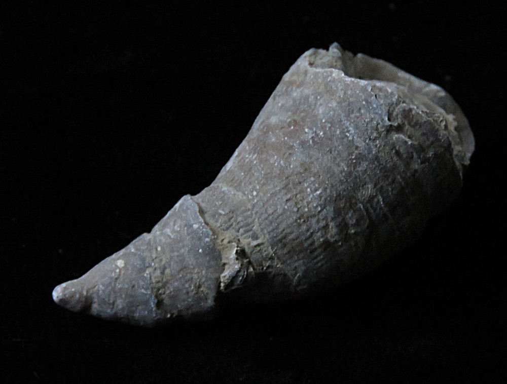 Horn Coral- Grewinkia canadensis- Ordovician- Cincinnati, Ohio