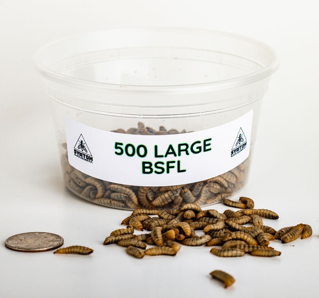 Live Feeders - Black Soldier Fly Larvae (Large)
