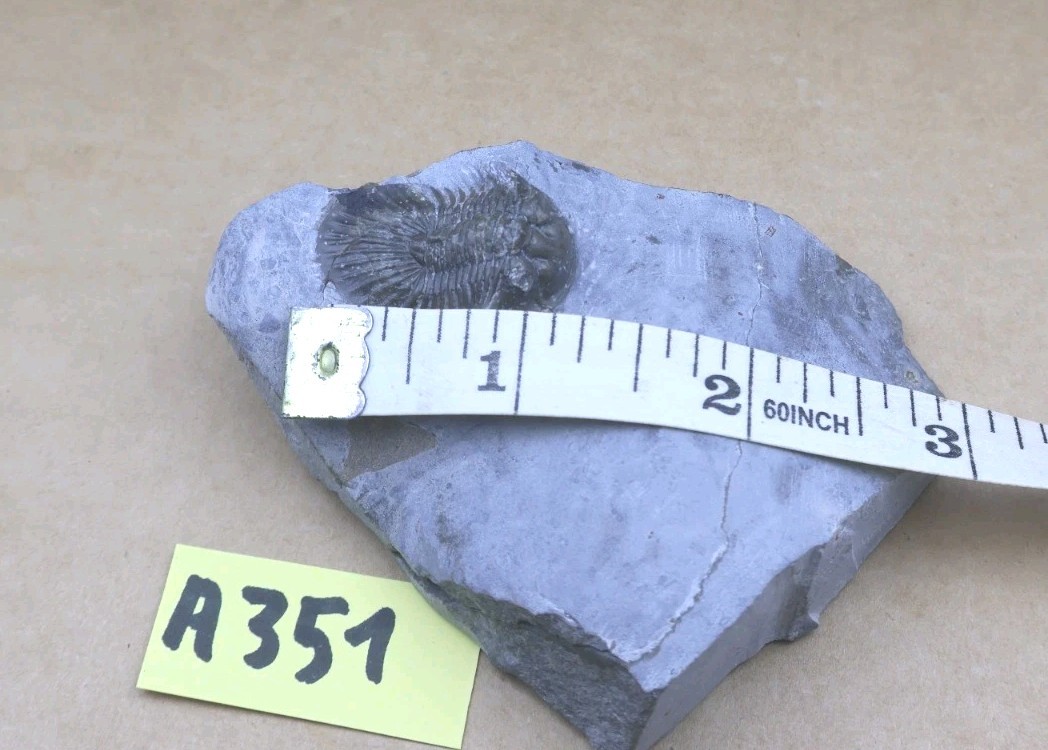 Rare Trilobite Scabriscutellum Trilobite Fossil Devonian Trilobite From Morocco