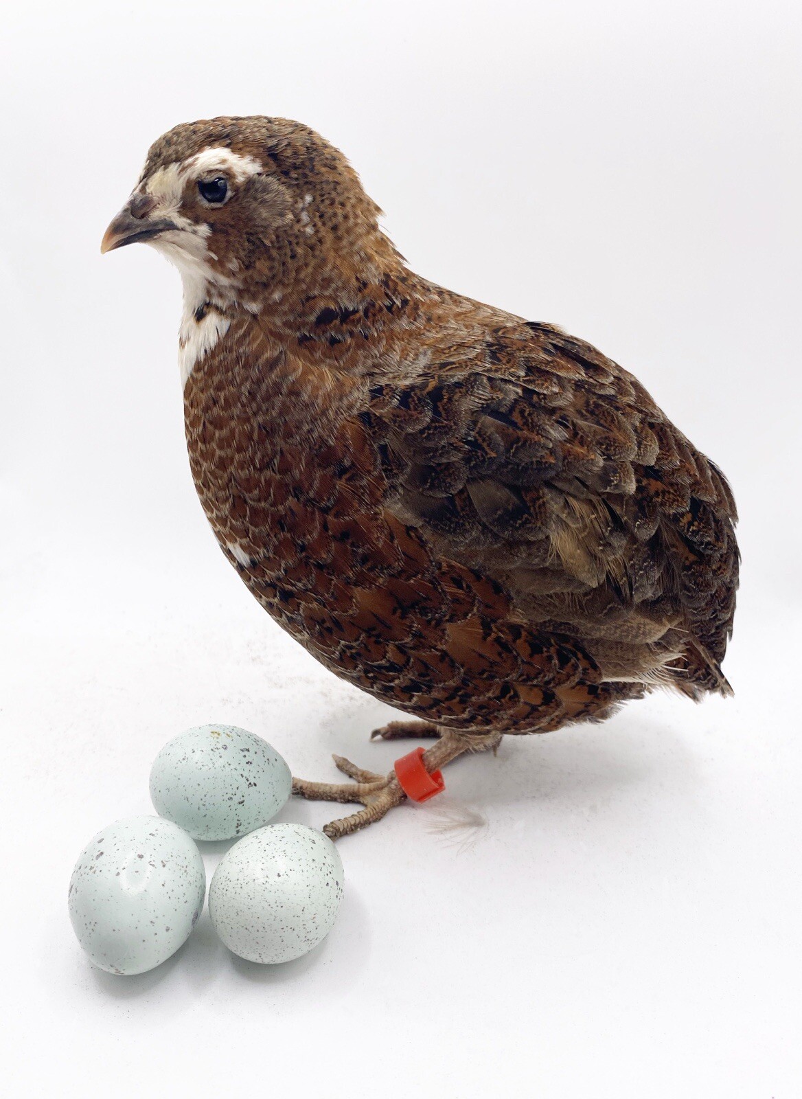 100+ Celadon Blue Coturnix Quail Hatching Eggs - Tuxedo, White, Red Range + More