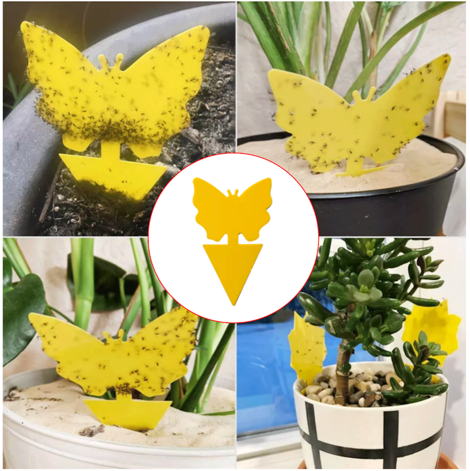 10-100Pcs Sticky Fruit Fly Traps, Fungus Gnat Killer Trap use Indoor Outdoor