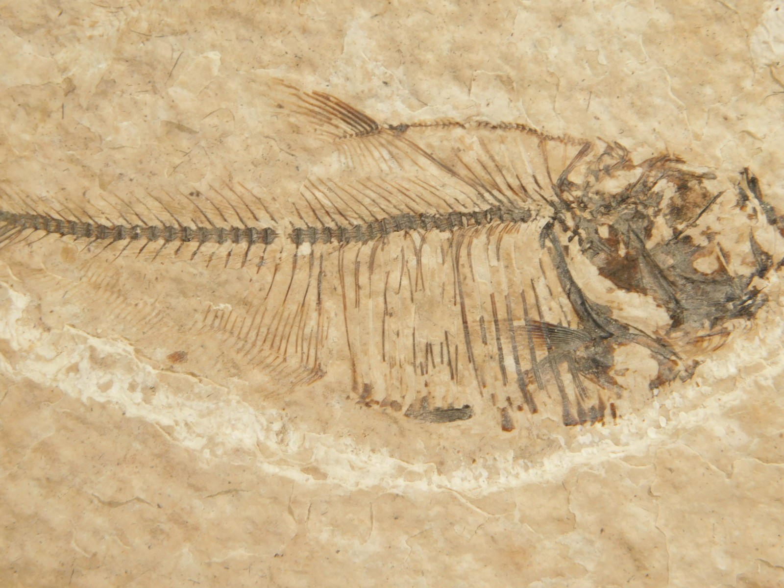 X-RAY Bones! 50 Million Year Old Diplomystus FISH FOSSIL Wyoming 152gr