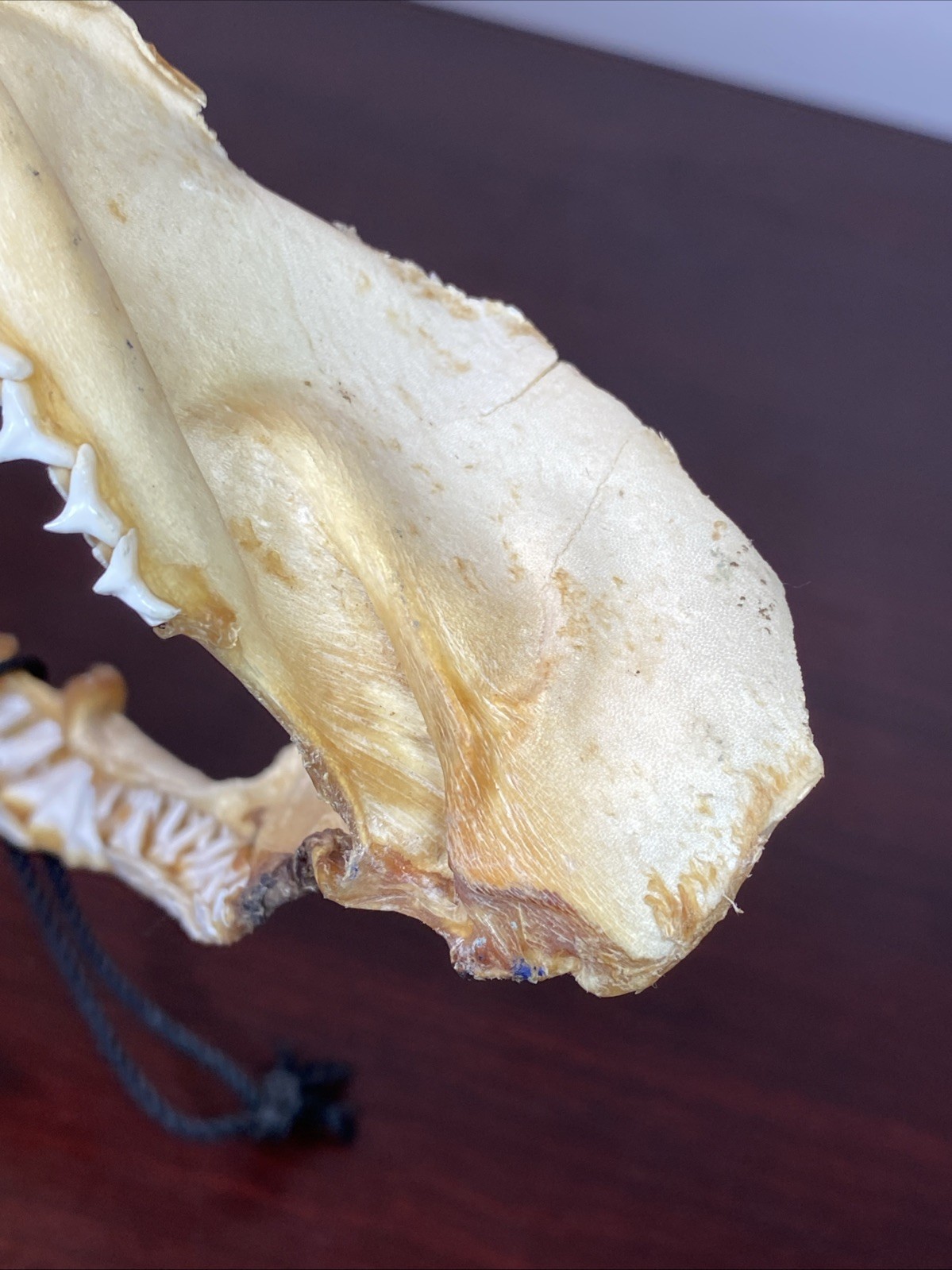 Vintage Bull Shark Jaw Taxidermy 4 Rows Of Teeth 9.5” Wide x6.25” Nautical Decor