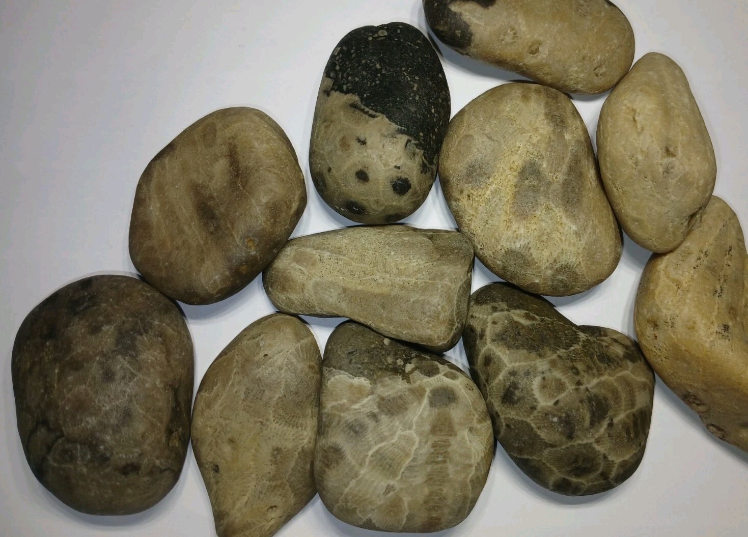 Michigan Petoskey Stone Lot 1 Pound Unpolished Natural Great Lakes Fossil Coral
