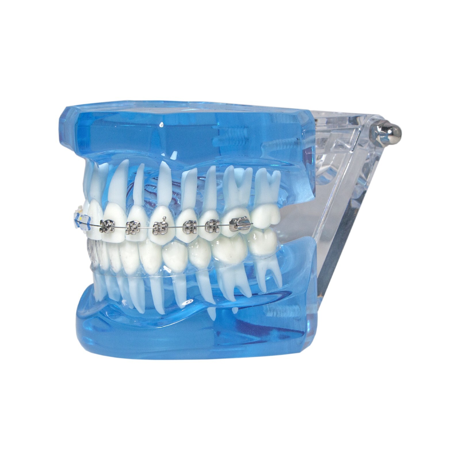 Dental Ortho Teeth Model With Metal Ceramic Brackets Lingual Braces Tube Teach