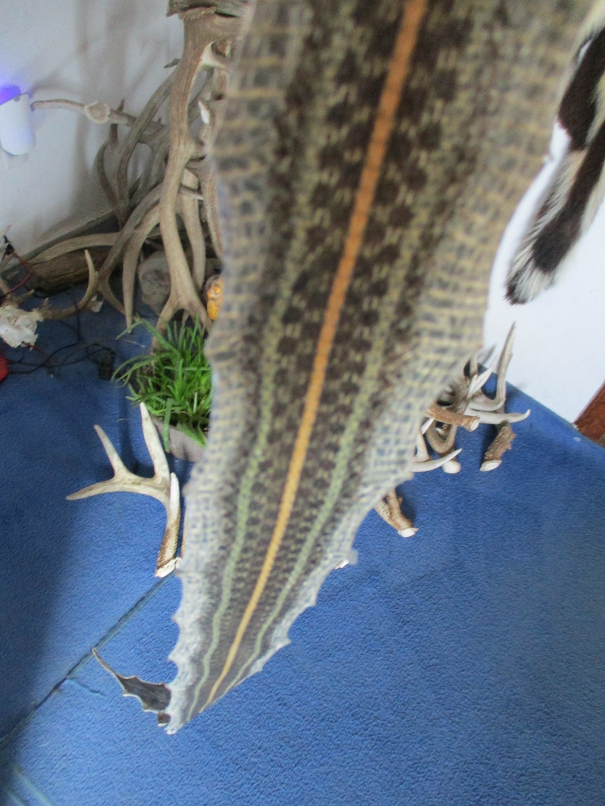 garter snake skin garden snake hide DRY  NOT TANNED wrap pen blanks 30 in.P7