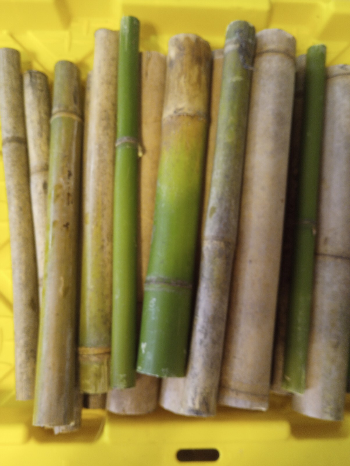 10 Bamboo 12" Poles Variety Sizes Decoration Tiki 1' Make Your Own Bee Hive