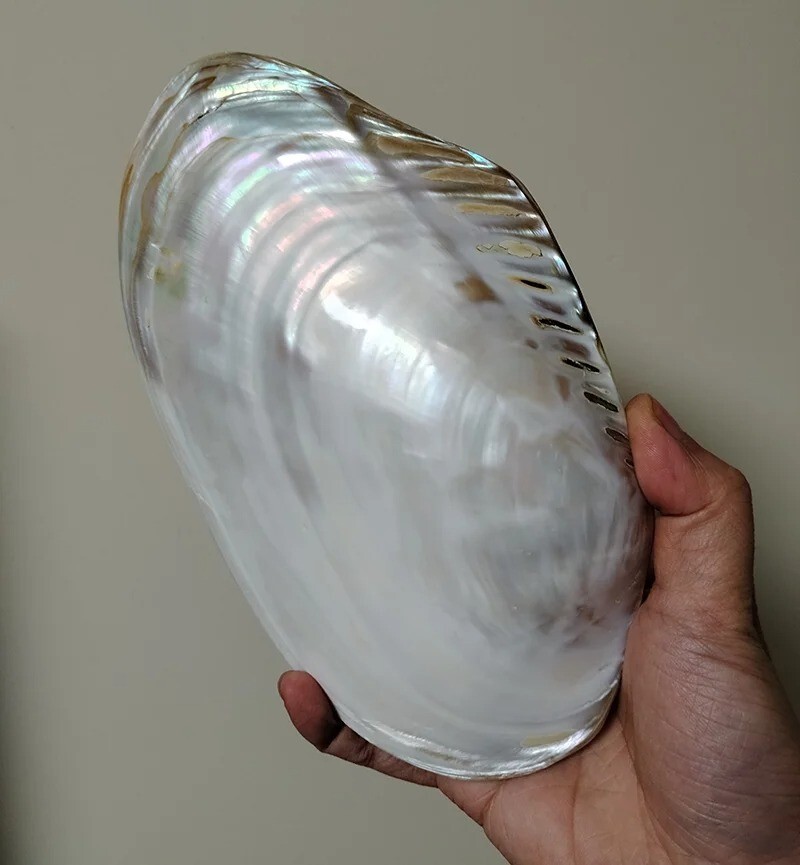 Large Pearlized Mussel Clam Shell Polished Seashell White Mother of Pearl 7-8"