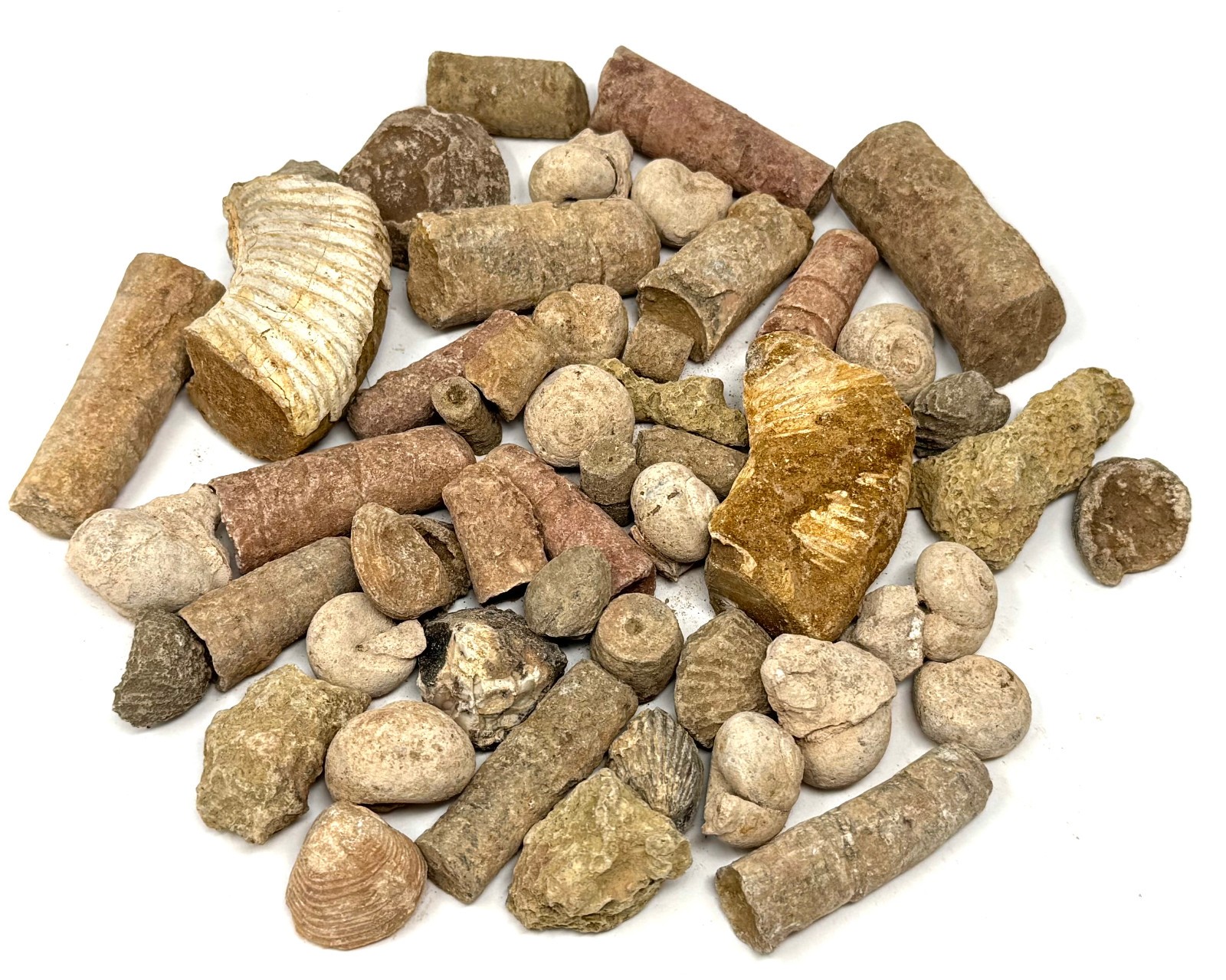 Natural Fossil Mix Gift Box - 1/2 lb Authentic Fossil Assortments & Shark Tooth