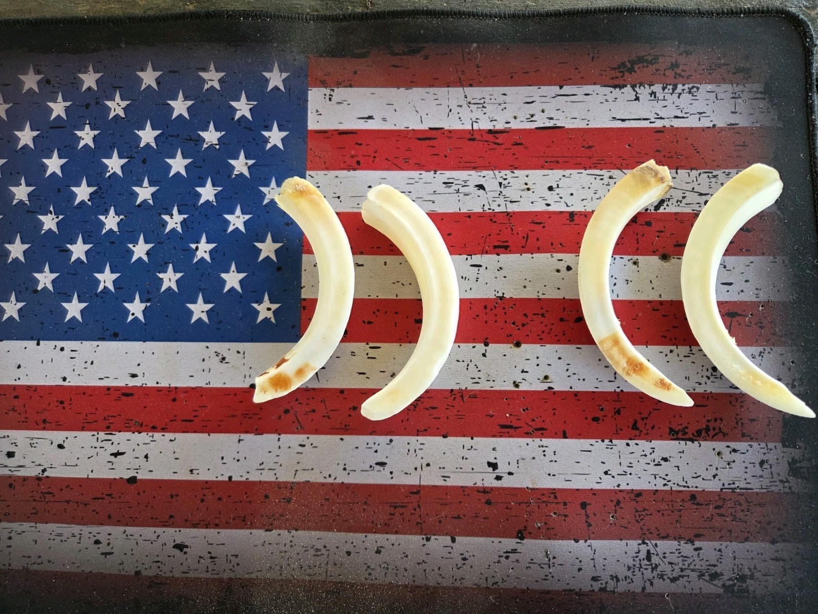 Wild Boar Tusk From Texas