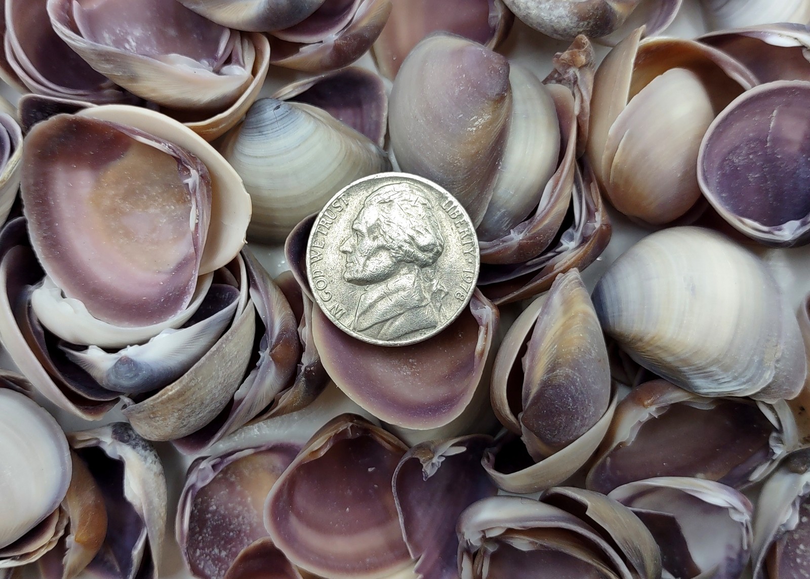 Purple Cay Cay Clam Seashells (approx. half cup +/-70 shells 0.5+ inches)