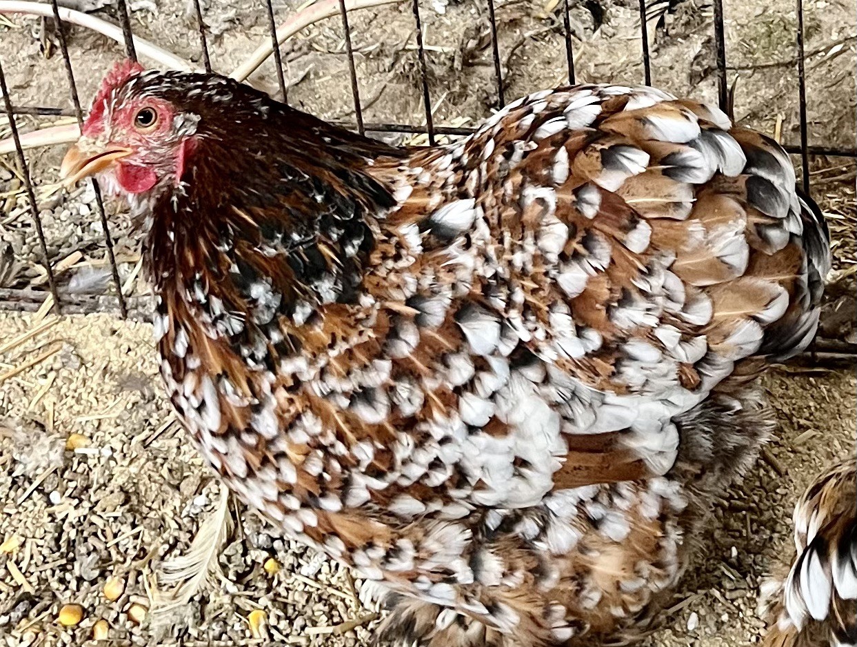 Dozen Mille Fleur Bantam Cochin Eggs