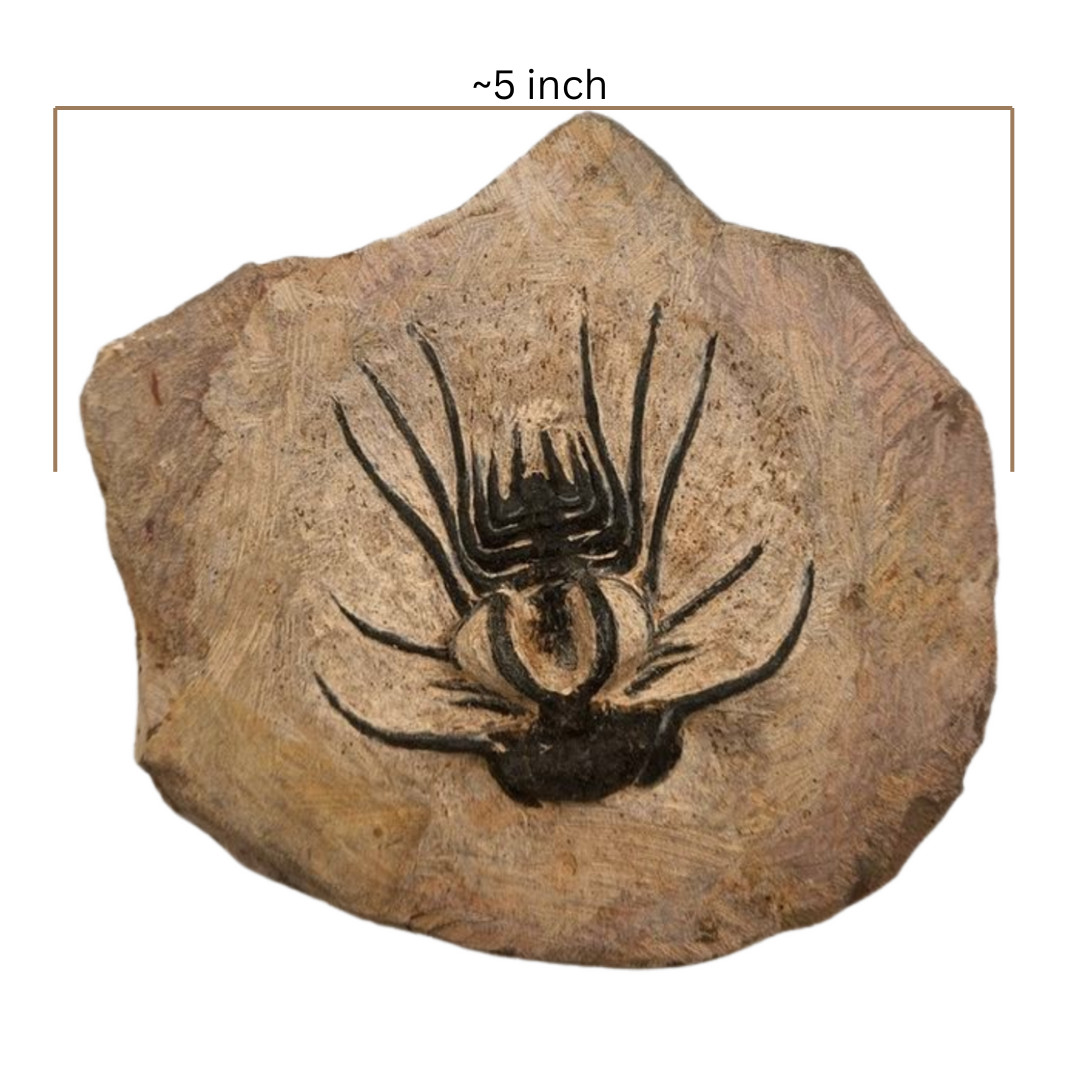 Dicranurus Trilobite Fossil
