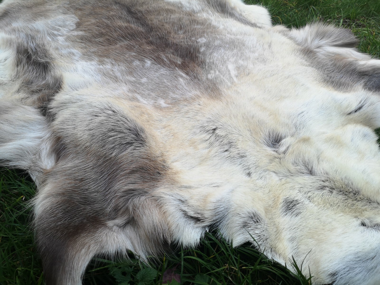 Top Öko XL Rentierfell Rentier Hirsch Fell Orginal Aus Finnland Premium Neu