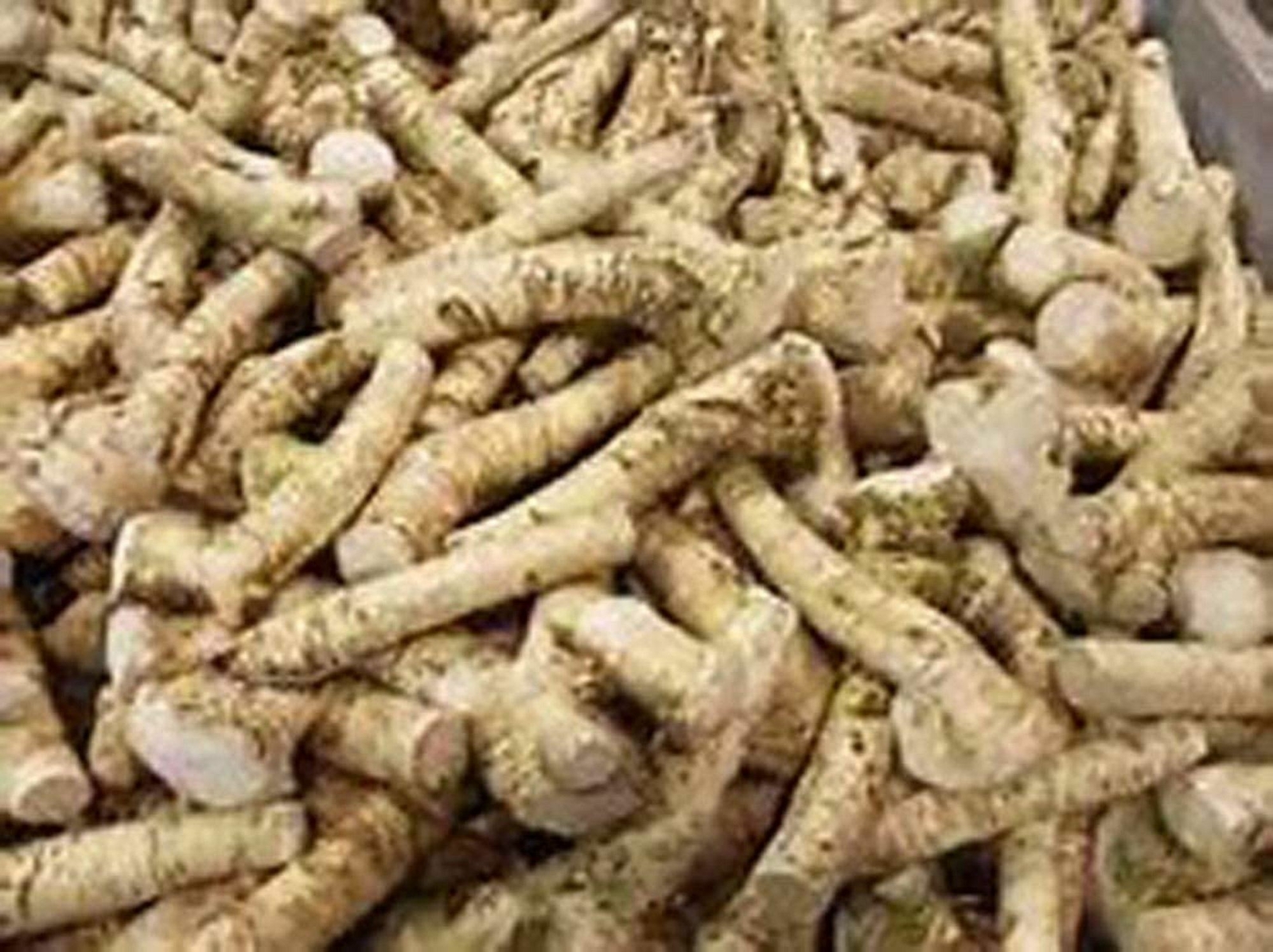 Horseradish Root whole, Ready for Eating, Planting. Can't Ship internationally.