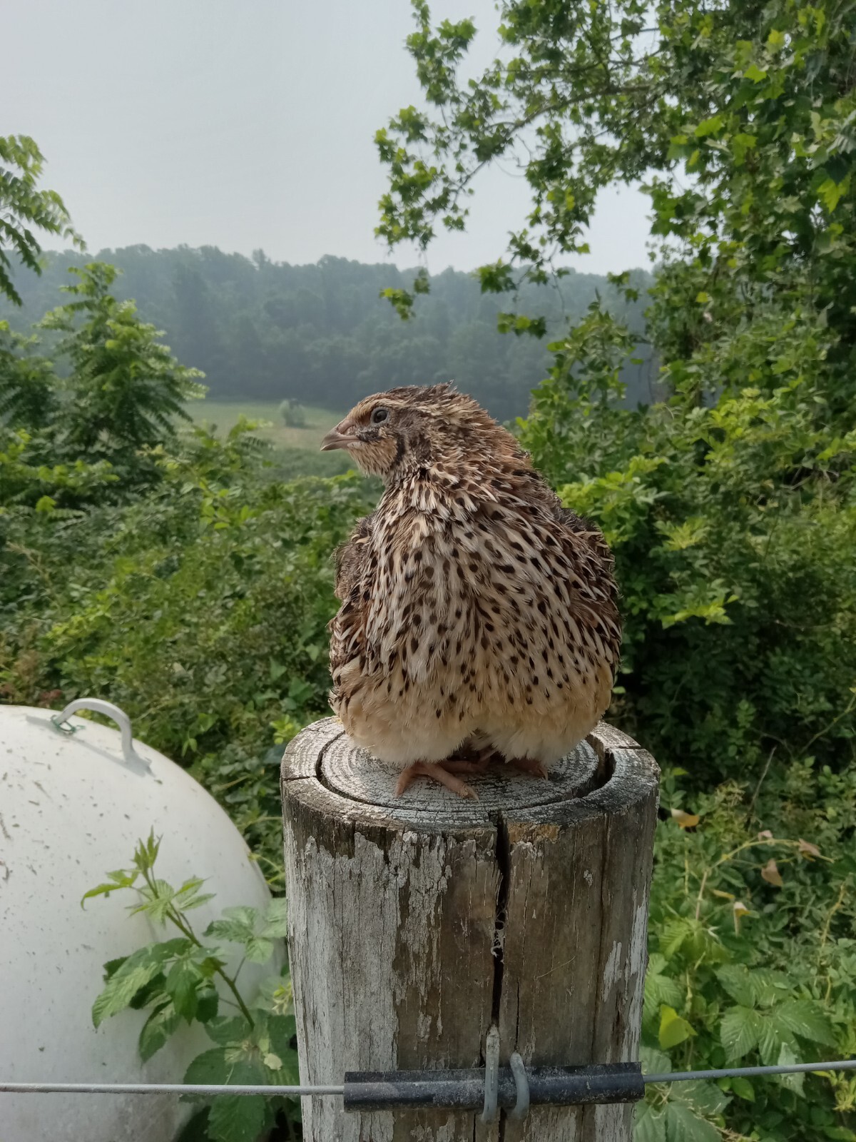 33+ KINGsBROWN XL. JUMBO brown coturnix quail hatching eggs,
