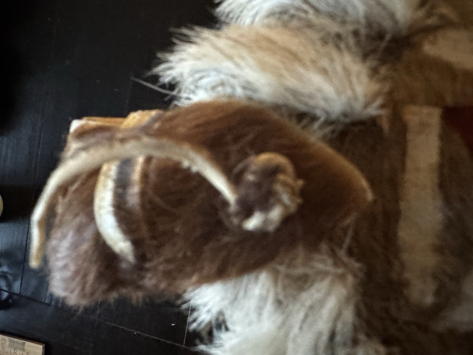 Vintage 18" Handmade African Maasai Warrior Sheild Real Fur Buffalo Hide & Wood