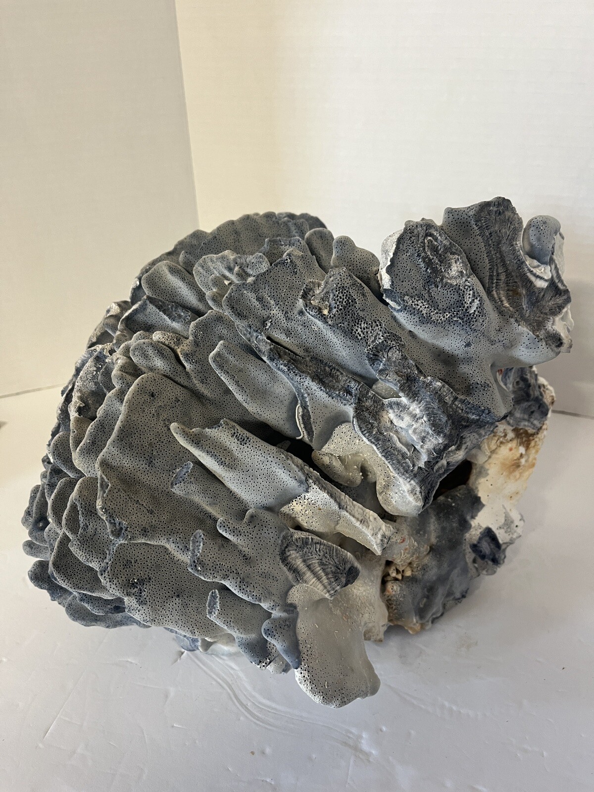 Natural Real Blue Ridge Coral Huge Specimen Shell 12x12x10 Nautical Home Decor