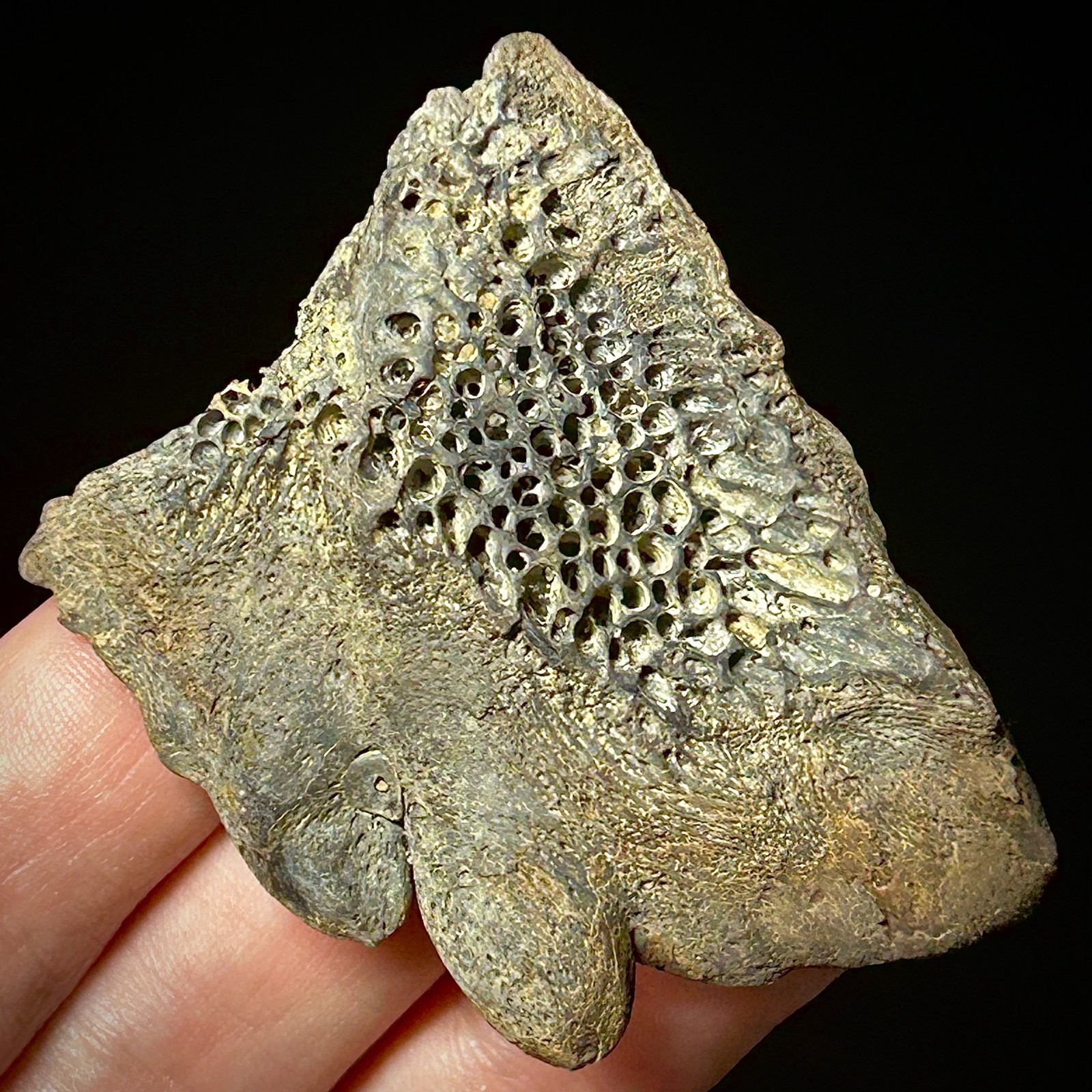 Atlantic Sturgeon Scute (Acipenser cf. oxyrinchus) 2.39" Bony Fish Fossil Dermal