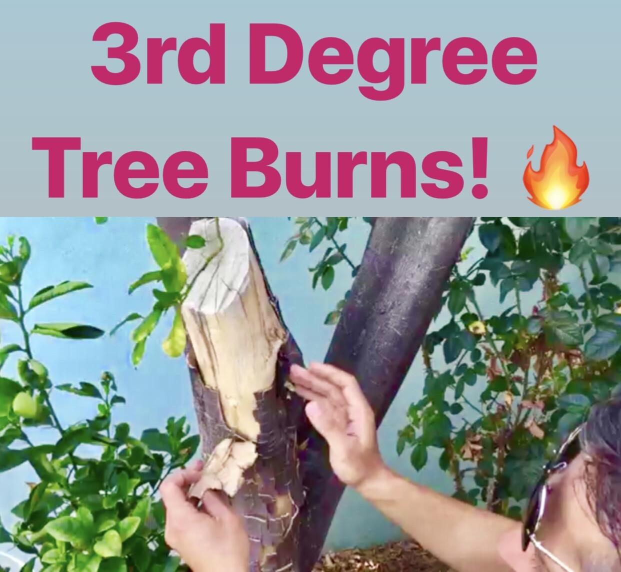 IV Organic 3-in-1 Plant Guard, 1 Pint (BROWN)