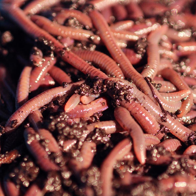 1 LB Live African Nightcrawlers - FREE SHIPPING