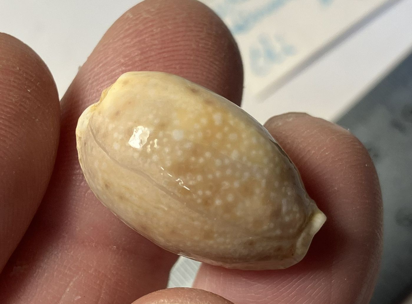 Cypraea collection. 8 shells and 6 species. Great Shape. worldwide collection