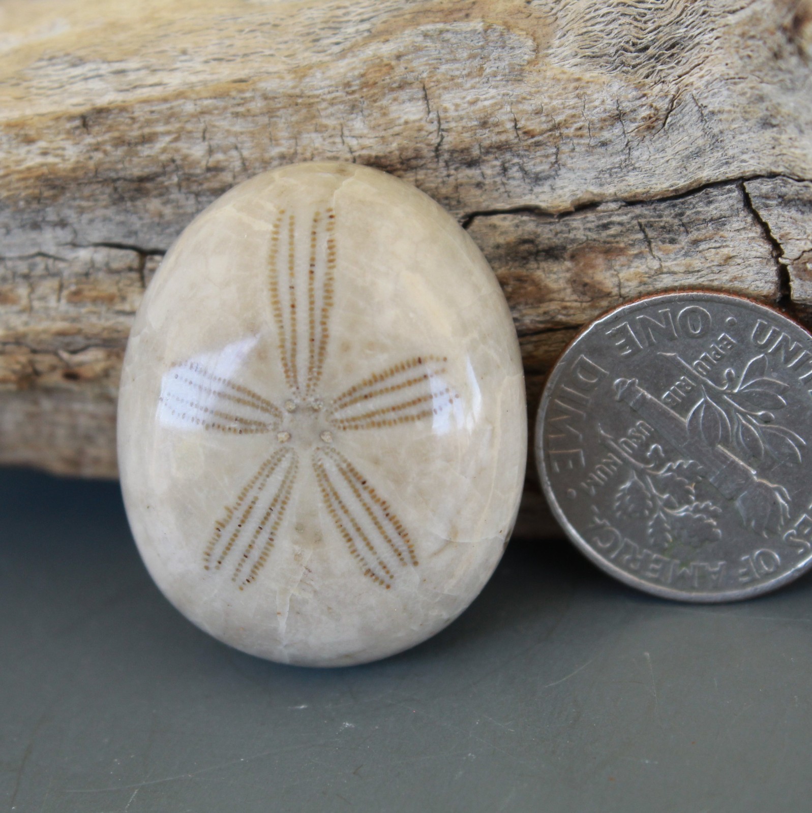 Fossil Sand Dollar Cabochon Beach Theme Choice Jewelry Grade Oligopygus putnami