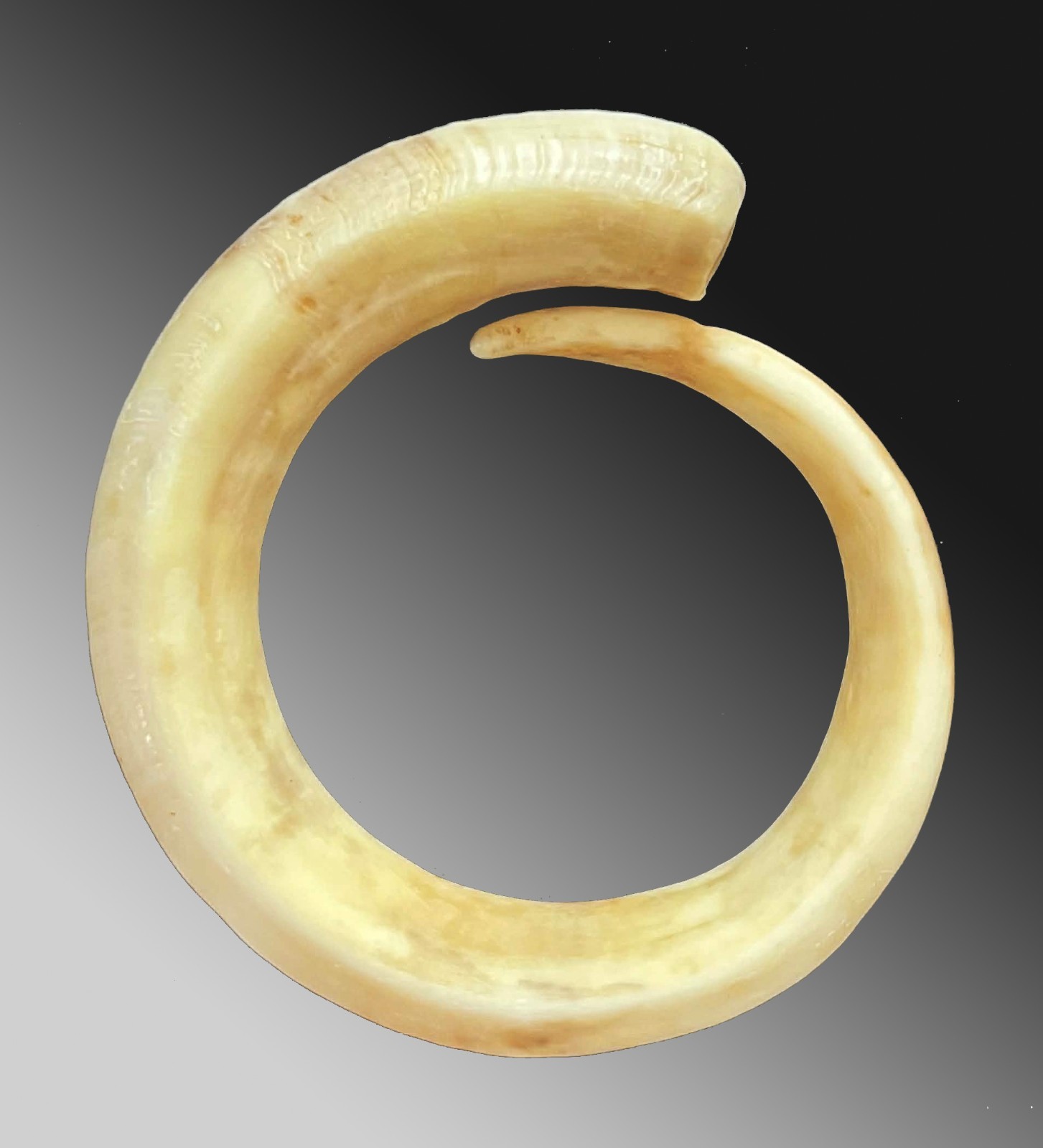 Pig tusk bracelet Currency exchange Vanuatu