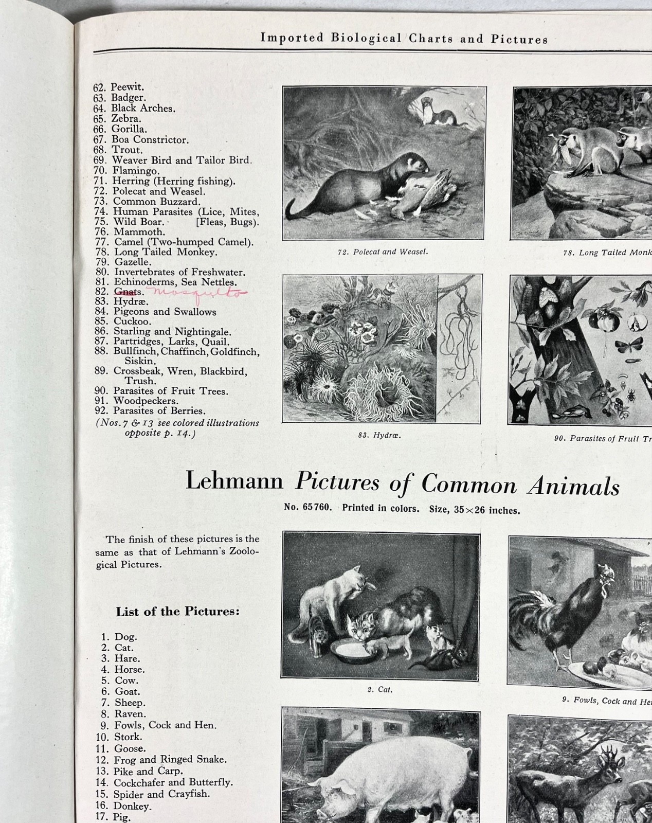 Rare 1928 A.J Nystrom Sales Catalog FB-28 Europe Charts Biology Medical Anatomy