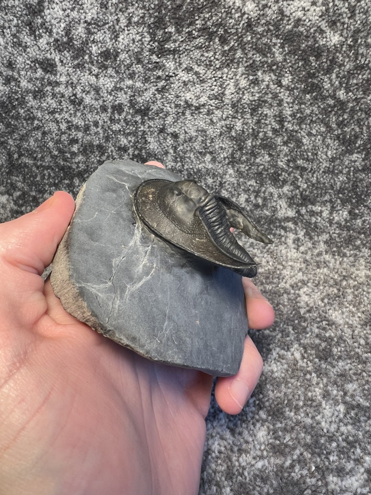 Harpes aff. perradiatus Trilobite Fossil – Collector Specimen