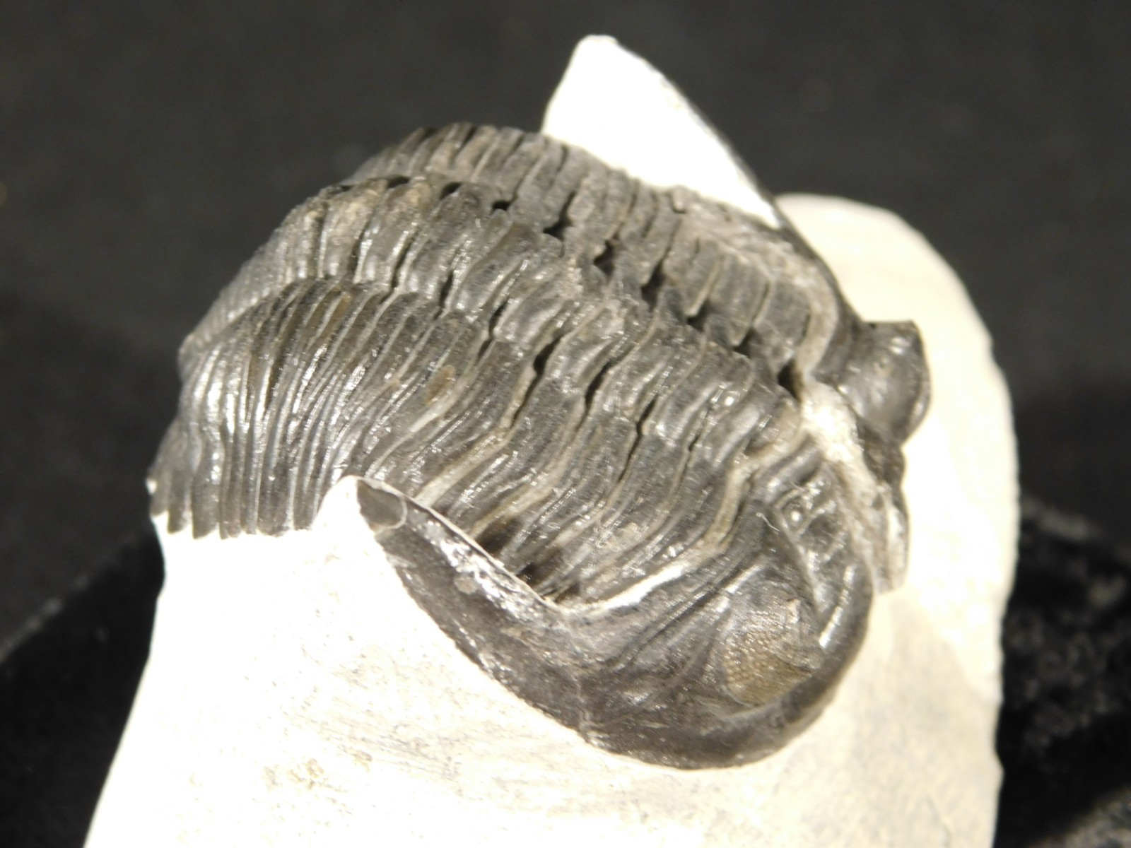 Enrolled! Hollardops TRILOBITE Fossil Nice and 100% Natural Morocco 208gr