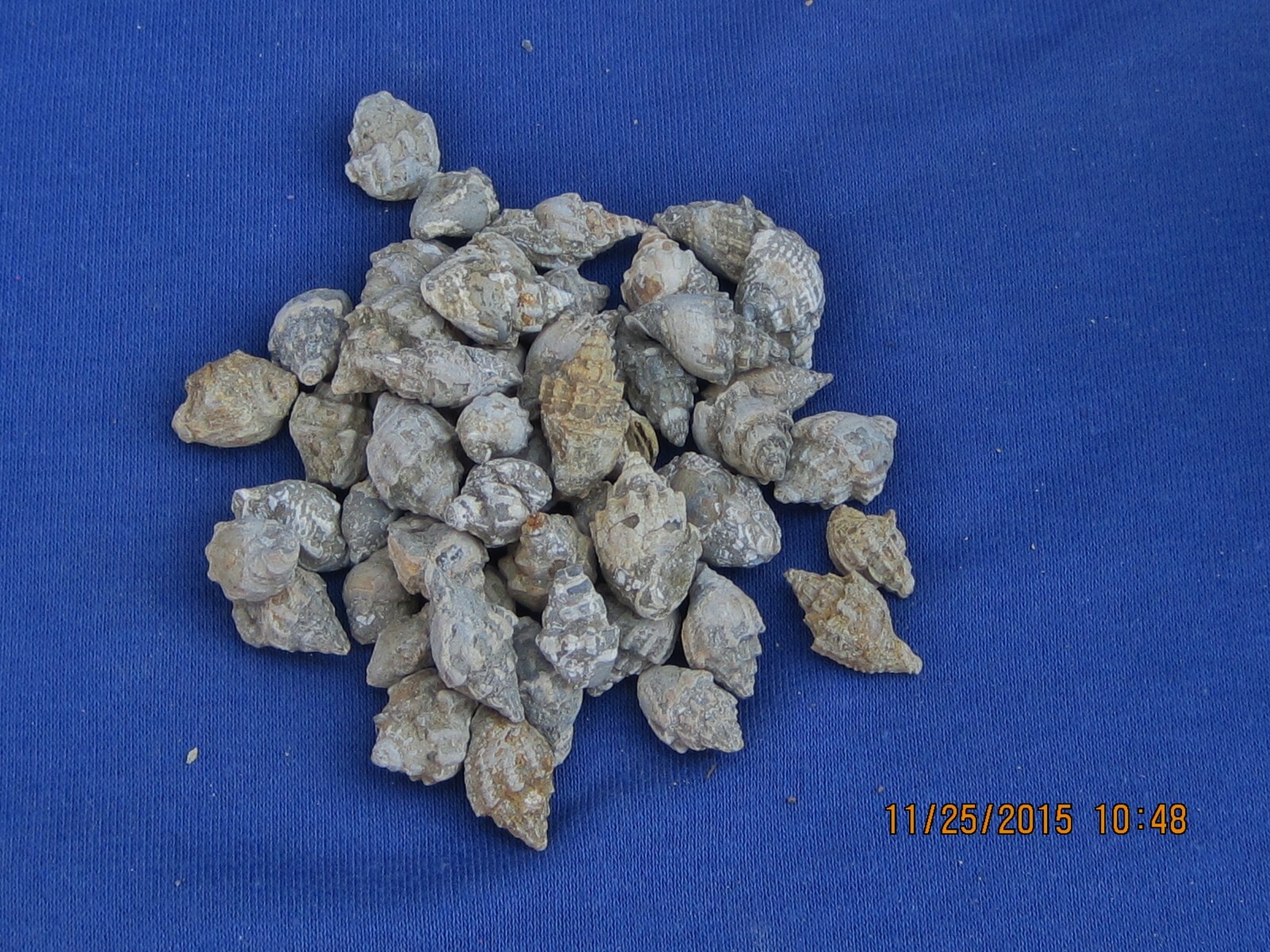 FIFTY GASTROPOD FOSSIL CRETACEOUS PERIOD WHOLESALE