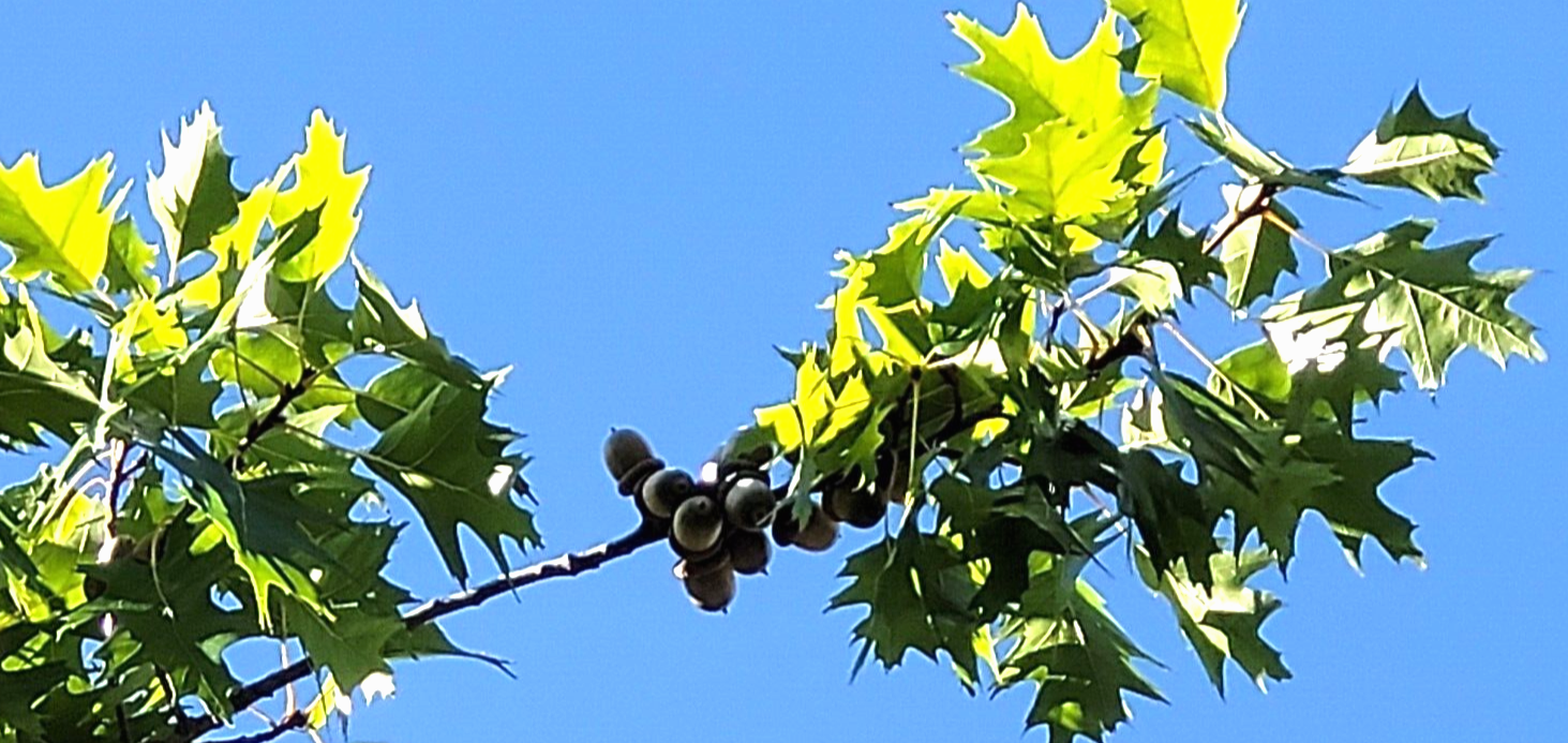 Acorns Wildlife Feed 1 LBS Chemical-Free Heat Dried For Birds, Squirrels, Deer+