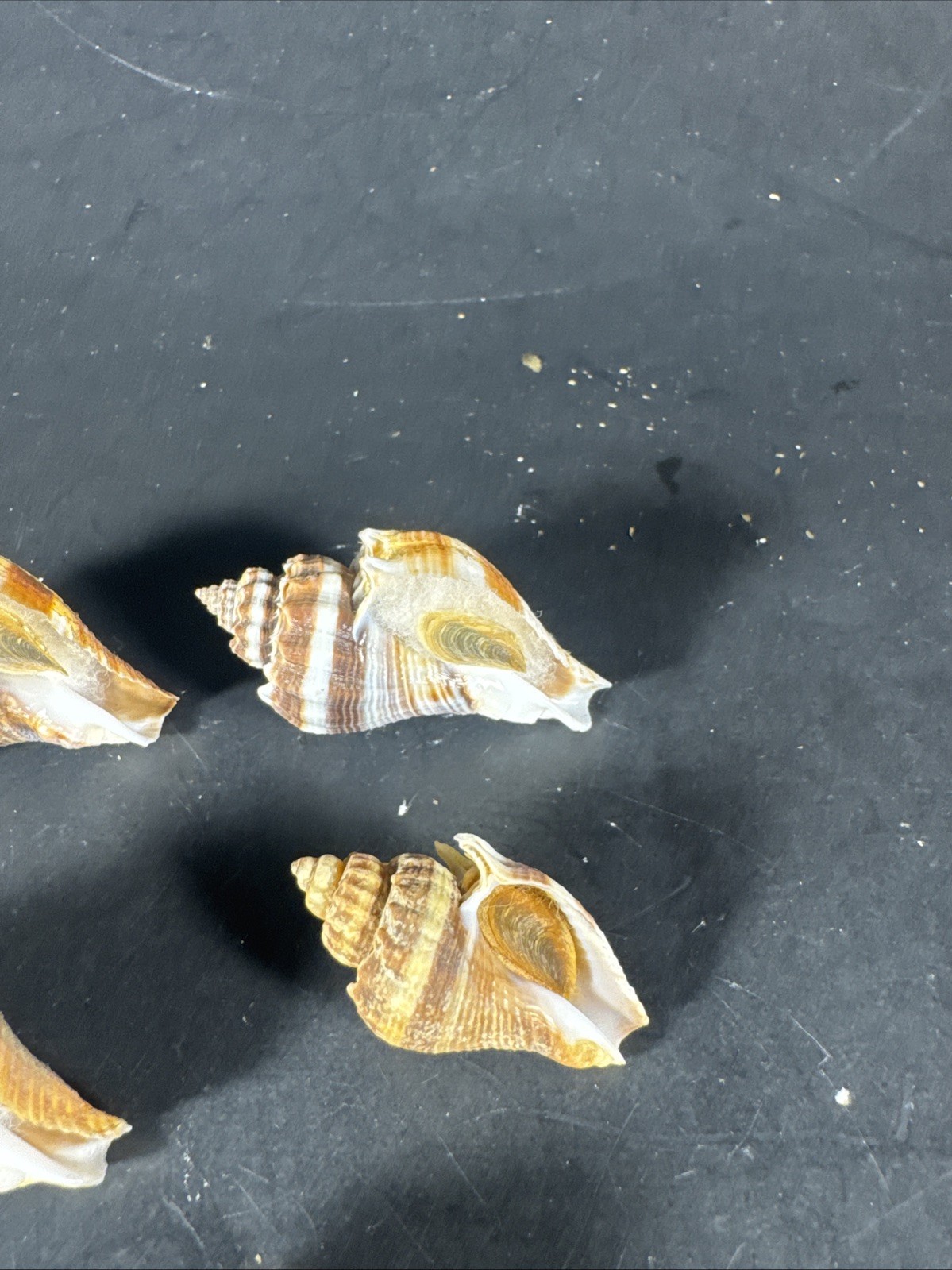 Melongena corona. Collected in Florida Lot Of 5 W/O 36mm To 52mm