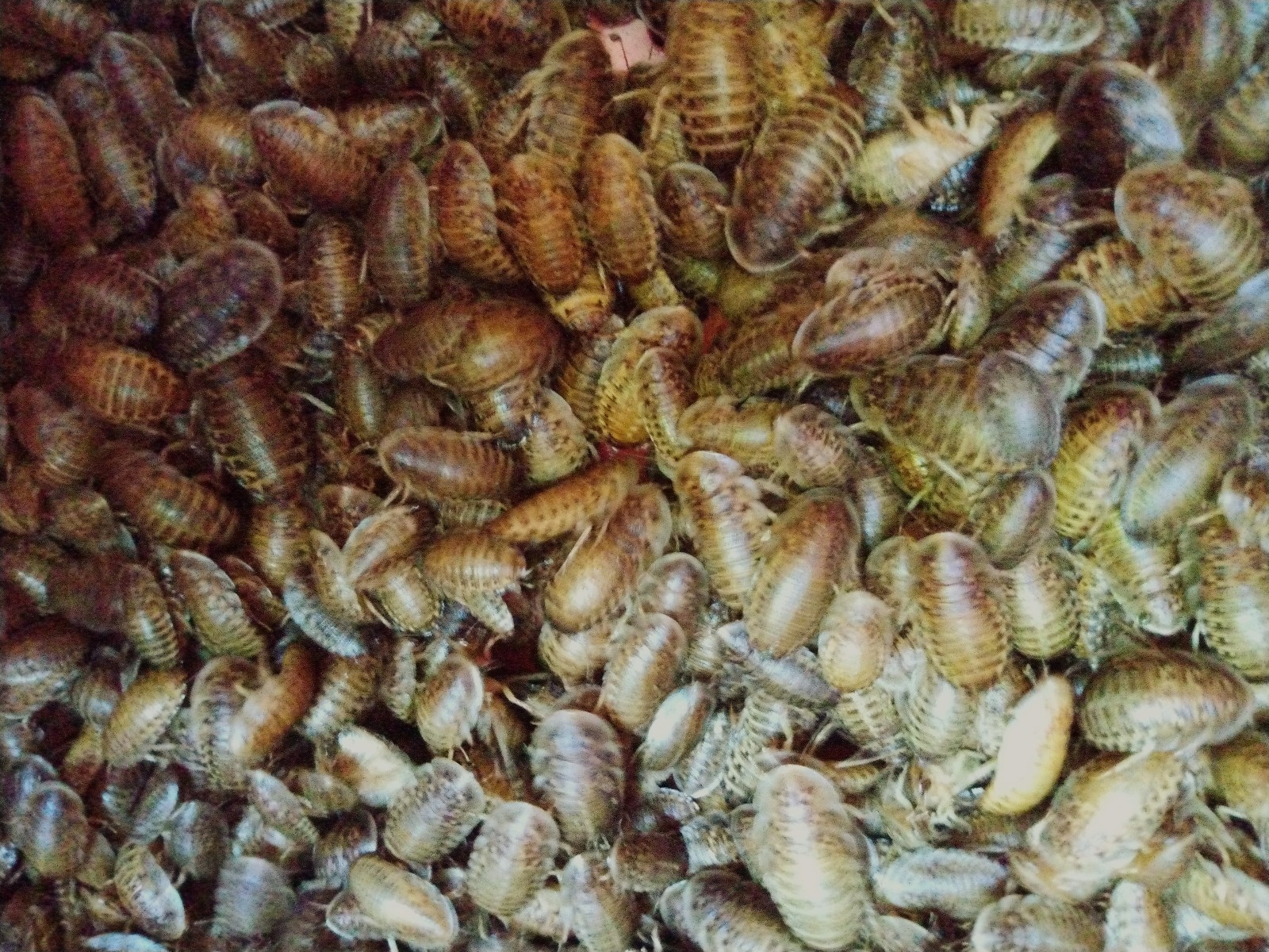 100+ Mix of Large and Extra Large Dubia Roaches for Reptiles/Exotic Pet Food!