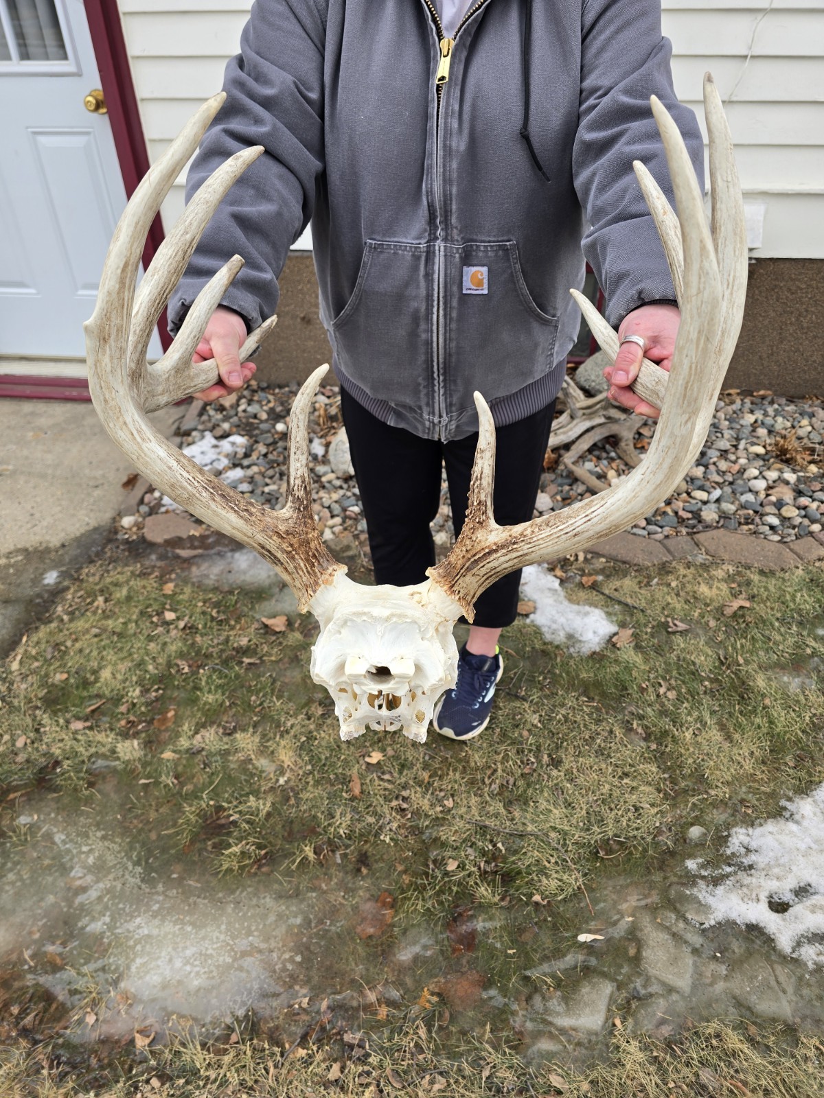 HUGE Wild 10pt 166" Whitetail Deer Skull European Decor Man Cave Taxidermy Buck
