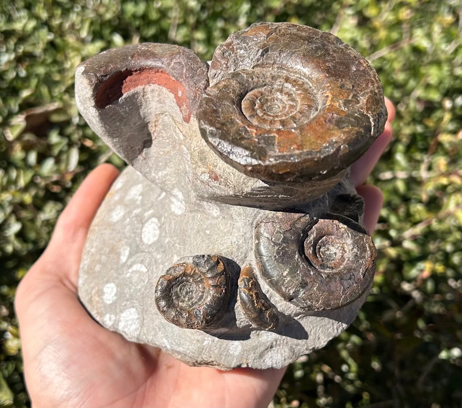 Devonian Fossil Ammonites Multi Plate Matrix Cluster Morocco 5.09”