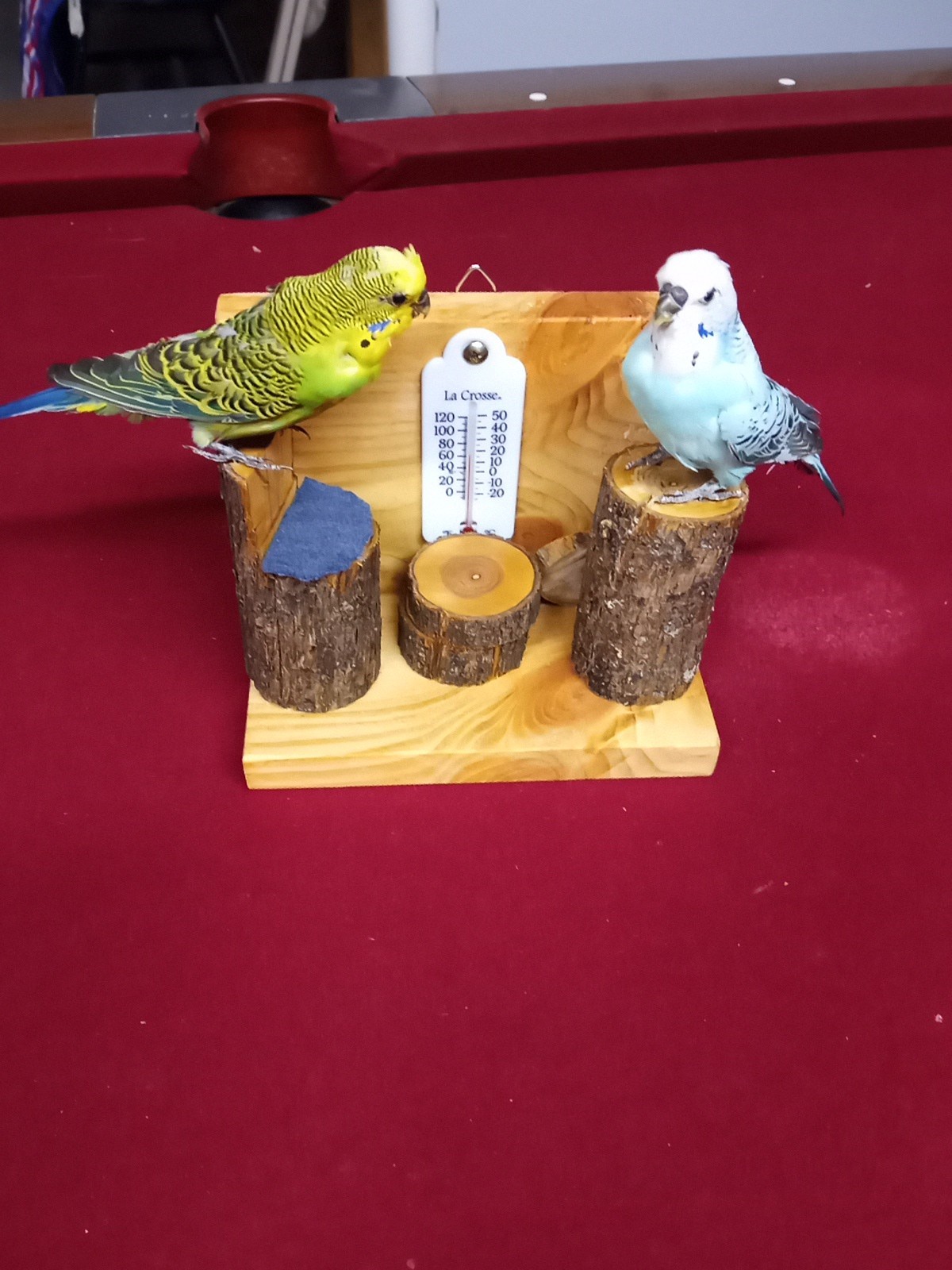 DUAL PARAKEET TAXIDERMY WALL OR TABLE DECORATION Bulgarian Parakeets