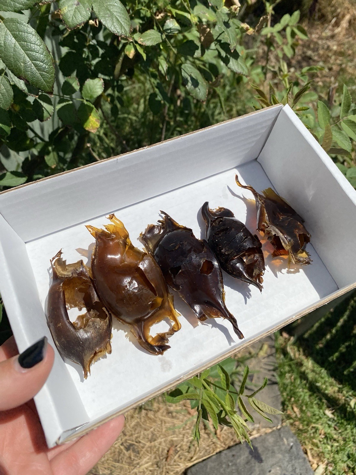 Mermaid Purse Shark Egg Case x5, Skate Shark Egg Case VIC (Lot 3)