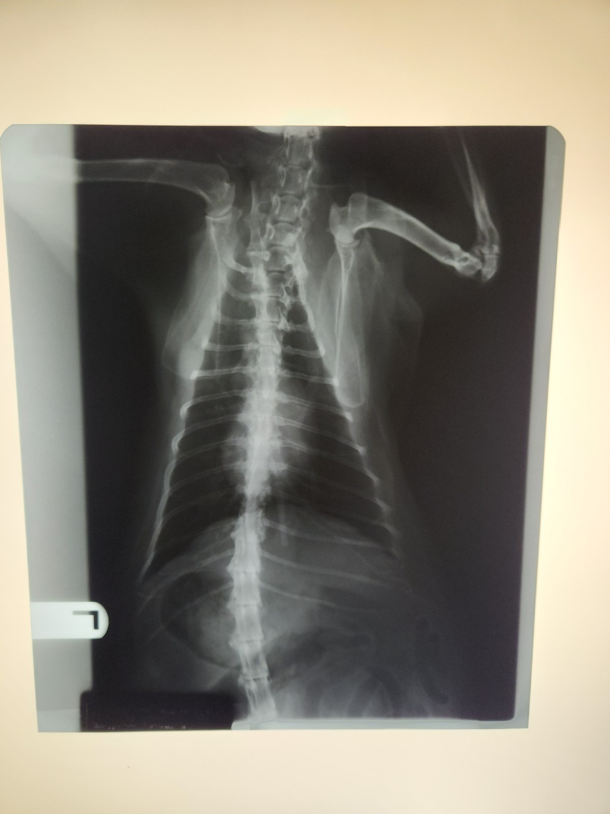 Animal X-Ray Film Negative Print – Feline Cat 12” x 10" XRay Medical Bones D14