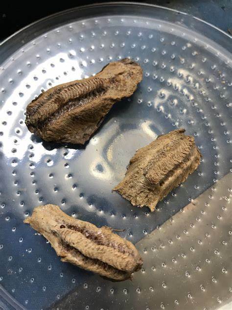 5 Freshly Harvested Carolina Praying Mantis Egg Cases Fresh Picked 2026 season.