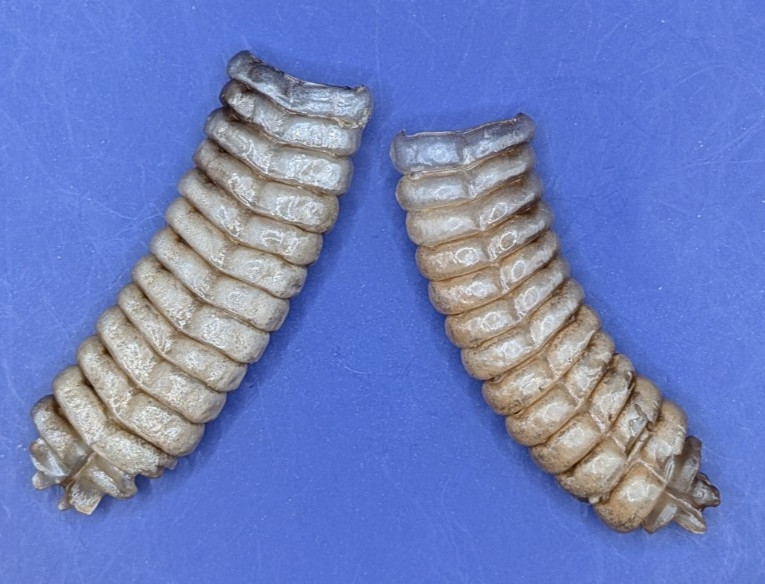 2 Nice Very Large Western Diamondback Rattlesnake Rattle #264-6