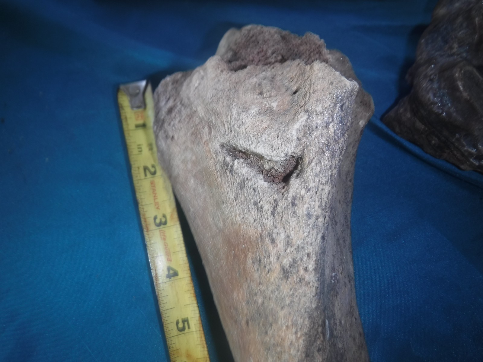 Ice Age Fossil Femur Bone with Butcher Mark?