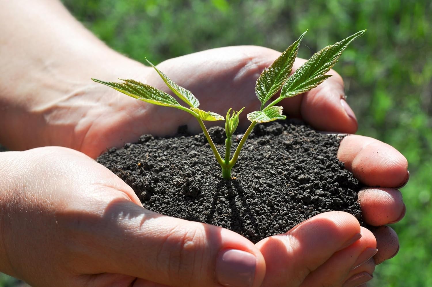 Earthworm Castings Organic Fertilizer | Nutrient-Rich Soil Builder for Plants