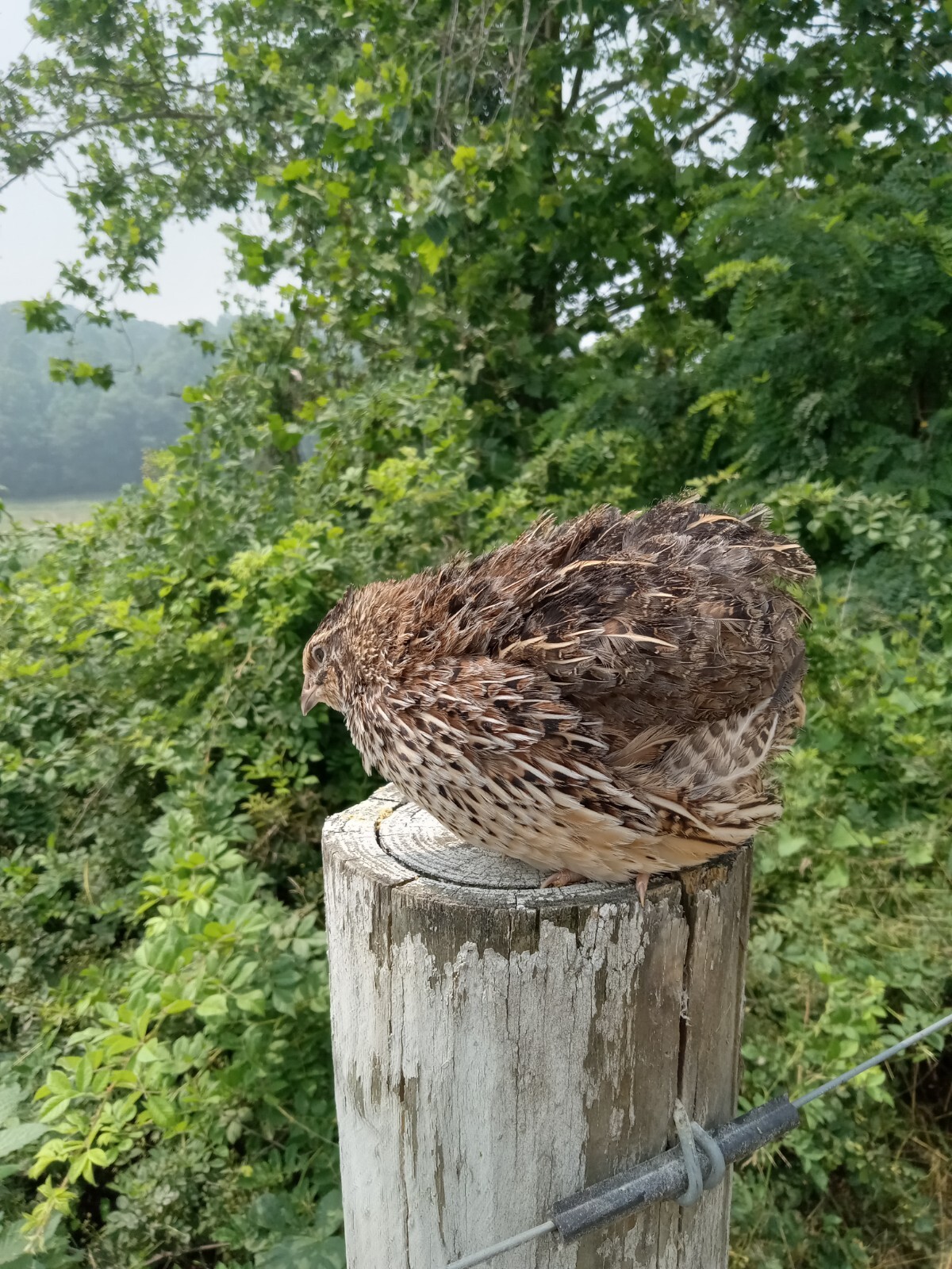 33+ KINGsBROWN XL. JUMBO brown coturnix quail hatching eggs,
