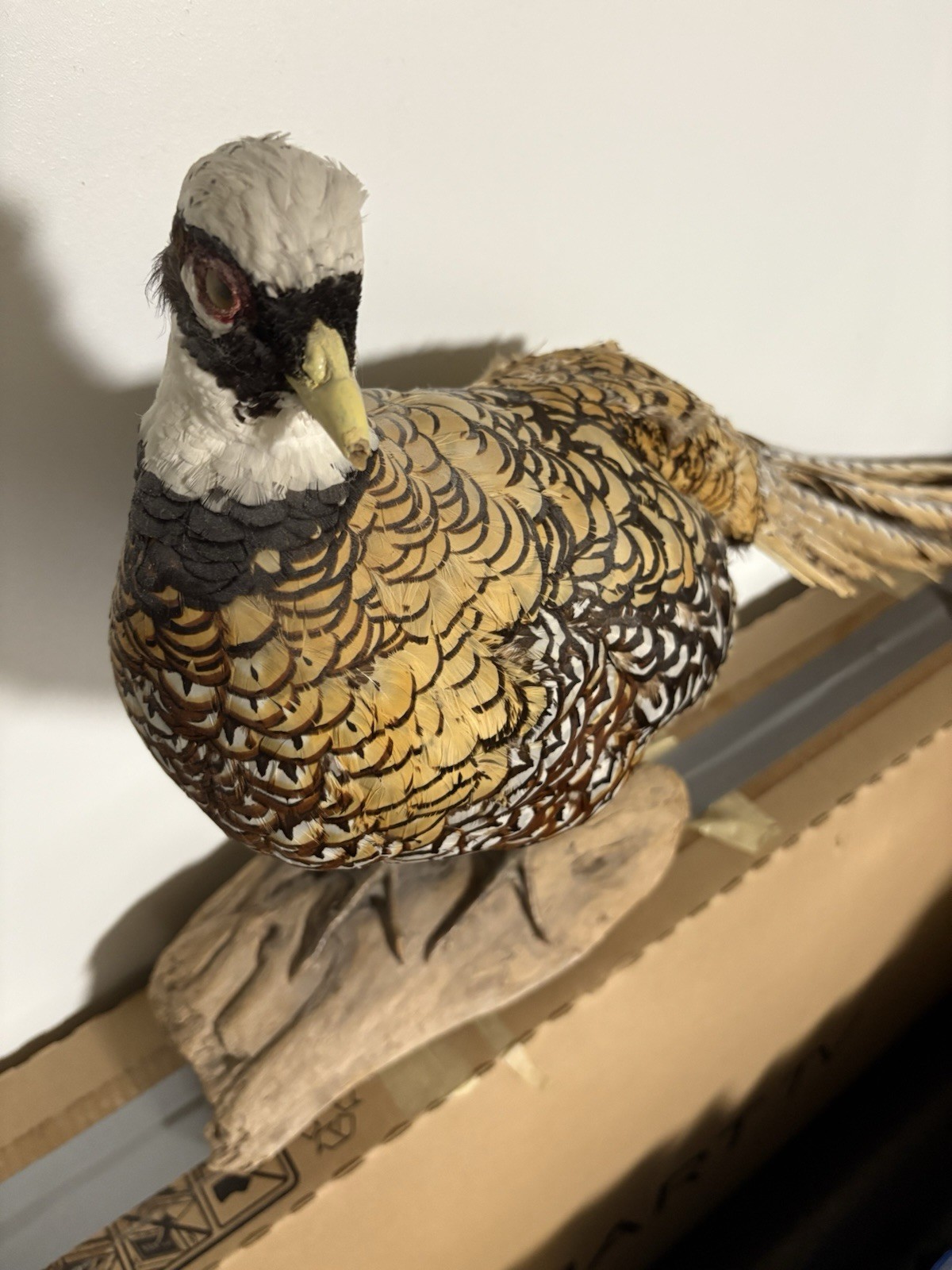 Vintage Reeves' Pheasant Taxidermy